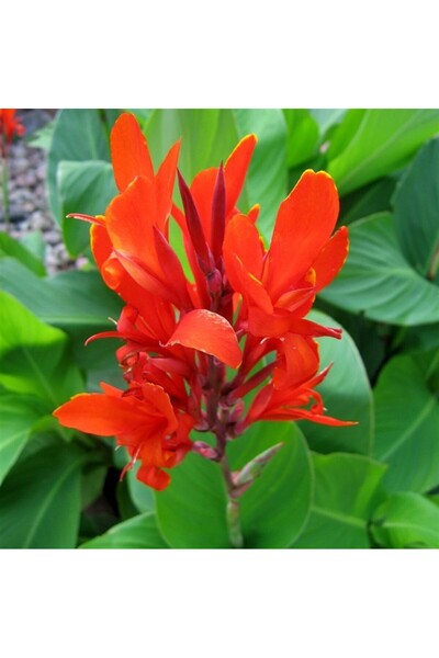 Mimoza Canna Kana Çiçeği Tesbih Çiçeği 10-20 cm