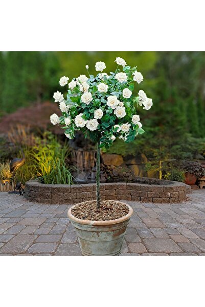 Ecotera Trandafir alb cățărător pe tulpină – Pandantiv elegant 1,5 m