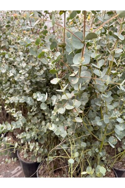Ecotera Eucalipt Azura 1,6m - Eucalyptus Gunnii