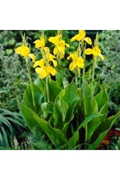 Genel Markalar YILBAŞİ OZEL - Kanı Canna Indica Yellow King Humbert Kanna Sar...