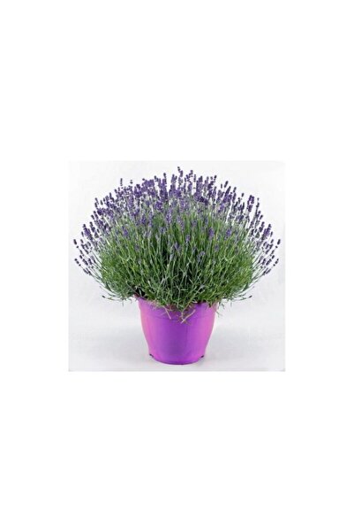 Mimoza Lavanta – Lavandula Angustifolia Çiçeği Fidanı 10-20 cm