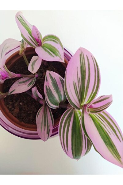 Genel Markalar Pembe Telgraf Çiçeği Nanouk Telgraf Çiçeği Tradescantia Nanouk