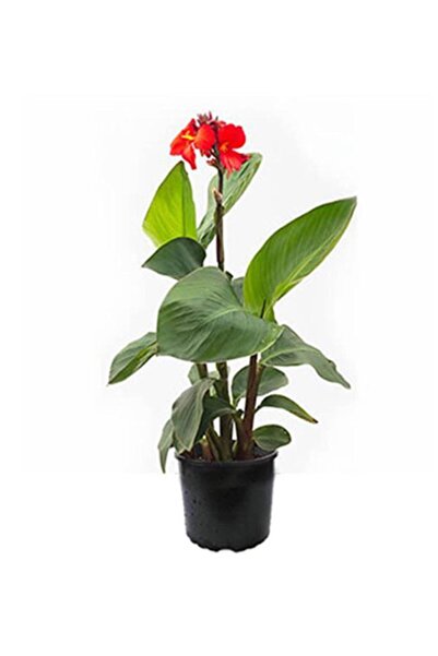 Canna Indica Flower
