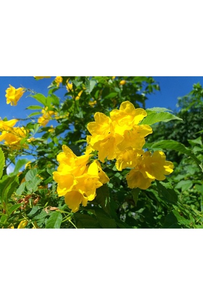 Aspendos Campsis Radicans Yellow Trumpet Sarı Acem Borusu Fidanı 20-40 cm