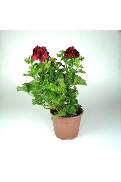 Hepsimeyveden Pelargonium X Grandiflorum Canan Sardunya Fidanı Kırmızı 10-20 cm
