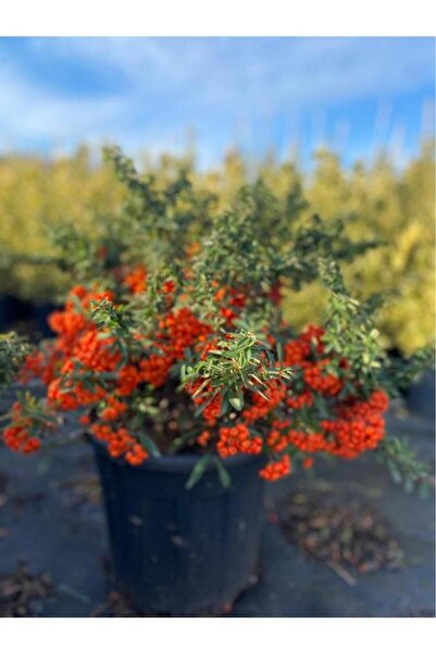 BİTKİ YUVAM Ateş Dikeni Çiçeği Fidanı 30-50 cm