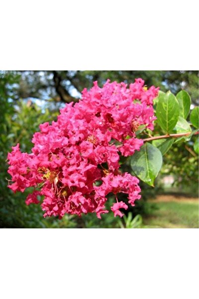 Mimoza Pembe Kokulu Oya Ağacı Fidanı 40-60 Cm