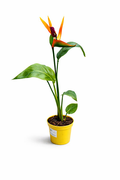 ERNAZ Cennet Kuşu Çiçeği (Strelitzia Reginea) Turuncu Tek Köklü | 80-100 cm b...