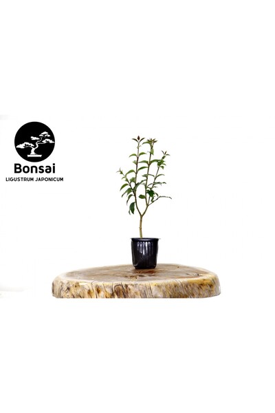 Tunç Botanik BONSAİ LİGUSTRUM JAPONİCUM - HEDİYELİK 25-30 cm