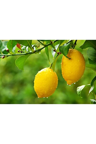 BUCAKBEYİ 2 kg Limon Günlük Taze