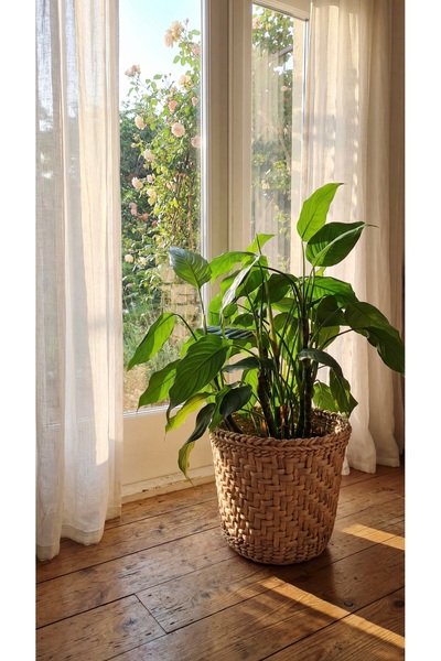 HAKİCİ Hasır Saksı Sepet Modeli Çiçek Saksı Sepeti