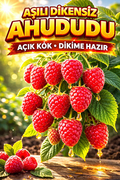 ÇİÇEKFLİX Aşılı  Ahududu aksu pembesi   Tatlı dikensiz frambuaz   dikime hazı...