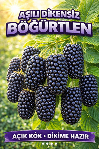 ÇİÇEKFLİX Dikensiz Aşılı Tatlı Iri Taneli Böğürtlen Fidani 1. Kalite 100 120 ...