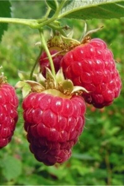 ÇİÇEKFLİX Ahududu Fidani Dikensiz 100-120 Cm (açık Kök) Dikime Hazir