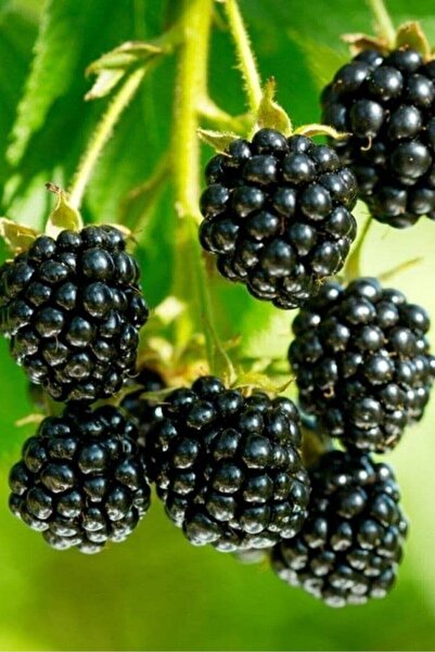 ÇİÇEKFLİX Böğürtlen fidesi açık kök 50-55cm dikime hazır 1 adet