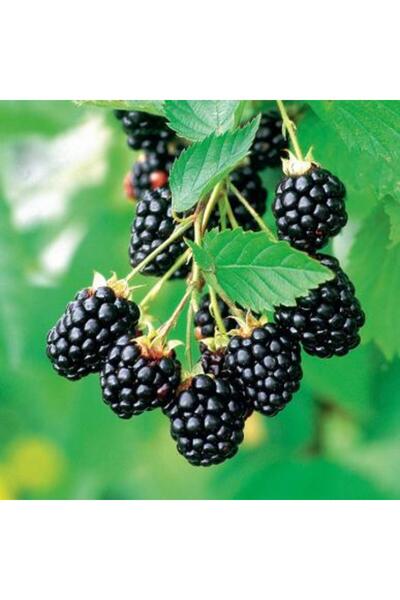 Genel Markalar Tüplü Fidan Dikensiz Jumbo Böğürtlen Fidanı 10-20 cm