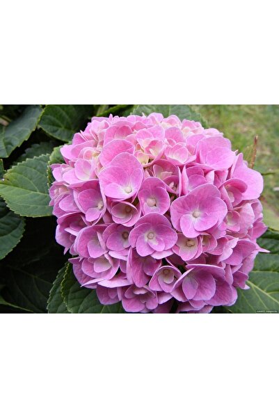 Mimoza Orta Pembe Canlı Ortanca Çiçeği Fidanı 10-20 cm