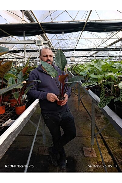 bitkidünyam Canlı Philodendron Imperial Red – Bordo Yapraklı Dekoratif Salon ...