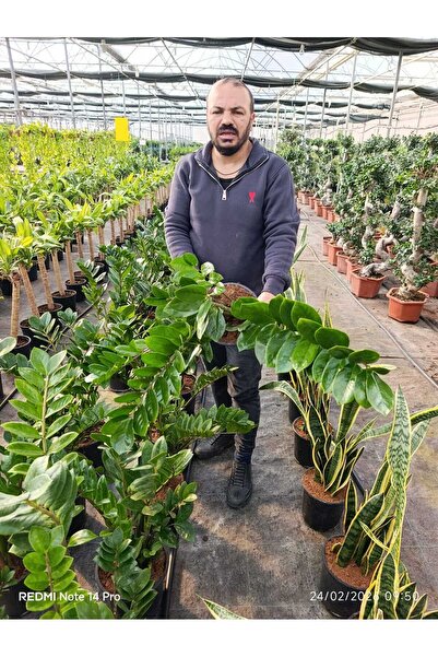 bitkidünyam Büyük Boy Zamioculcas ZZ Bitkisi – Zamia Salon Çiçeği Canlı Dekor...