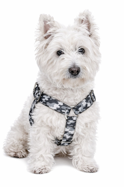 Angelapets Adjustable Printed Cat Dog Chest Collar