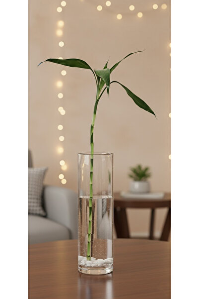 Arma نبات الخيزران الطبيعي 45 سم