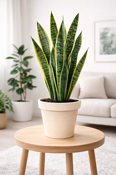 Binbirreyon Barcelona Plastik Saksı 2,3Lt Renkli Desenli Gövde 17X15,5cm AH155