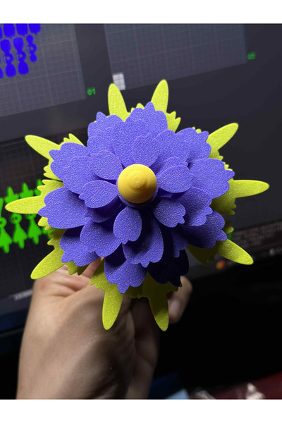 Lemut بلوم سبين كاسيمز