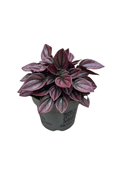 Betonish Peperomia Caperata 'Cayenne' (Zümrüt Dalgası Çiçeği)