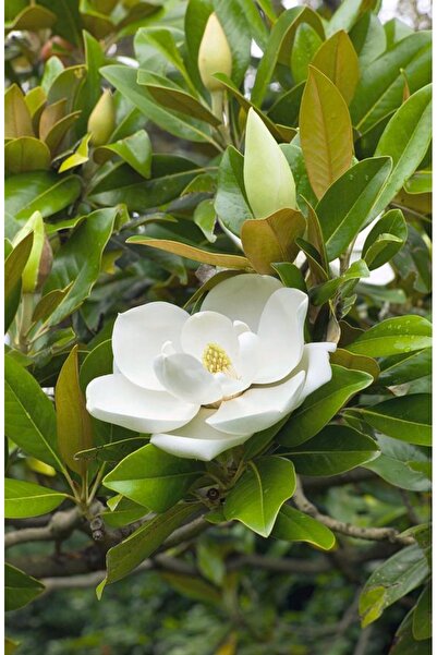 YAĞMUR FİDANCILIK 3 yaş Saksıda Manolya Çiçeği 40-50 cm