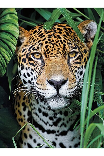 CLEMENTONI Puzzle 500 piese - Jaguar in the Jungle (Clementoni-35127)