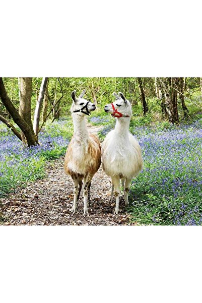 RAVENSBURGER Puzzle 100 Pieces - Loving Blades (Ravensburger-12941)