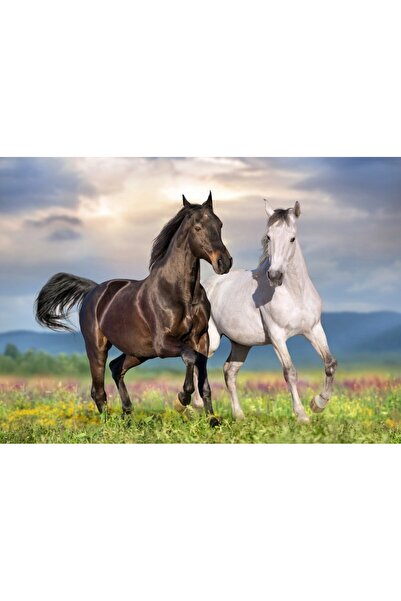 Bluebird Puzzle 500 pieces Puzzle - Couple de Chevaux (Bluebird-Puzzle-F-90282)