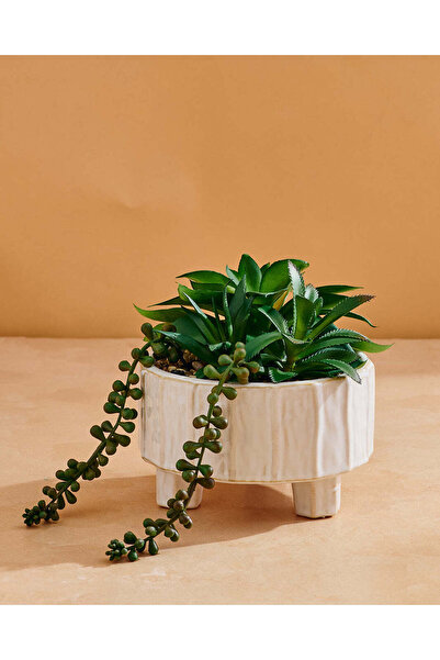 REDTAG Succulent Arrangement In Cream Footed Planter – 16cm