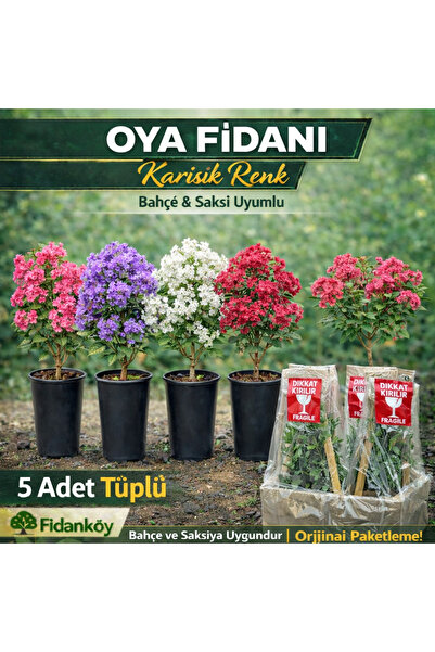 FİDANKÖY Oya fidanı tüplü 5 adet 1/2 yaş 40/60 cm