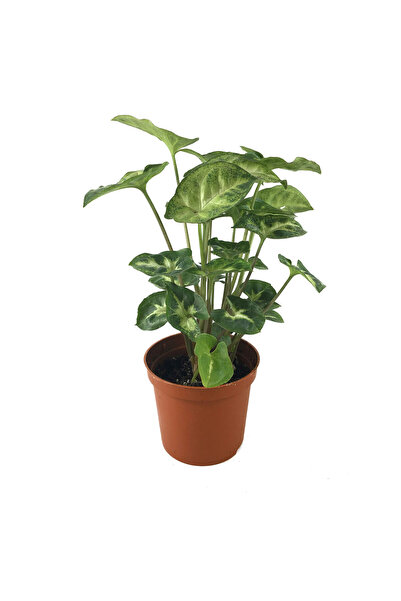Betonish Syngonium Podophyllum 'Pixie' (Melek Kanadı Çiçeği)
