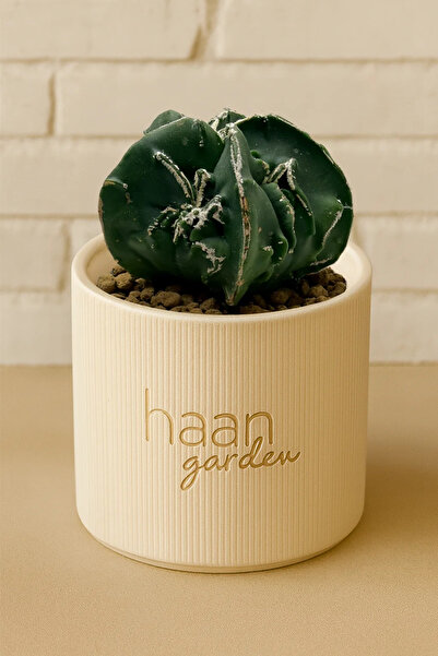 haan garden Astrophytum Myriostigma Fukuryu Kaktüs