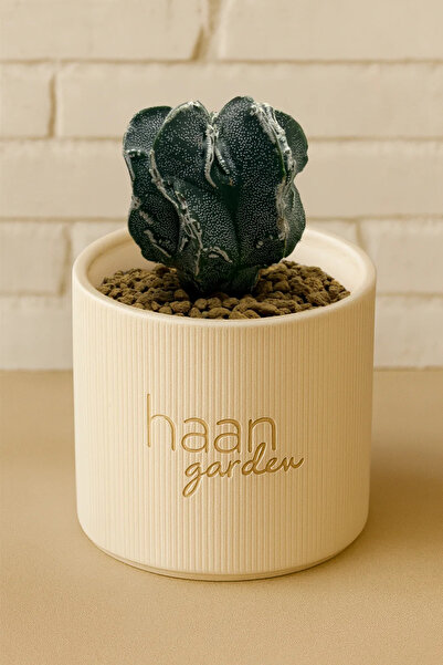 haan garden Astrophytum Myriostigma Fukuryu Kaktüs