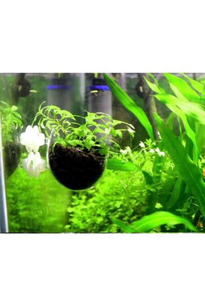 Holatec Pencereye Cama Akvaryuma Yapıştırma Bİtki Çanağı