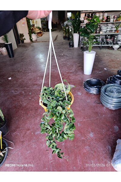 bitkidünyam Hoya Carnosa Compacta Askılı Saksı Nadir Sarkıcı Mum Çiçeği kıvır...