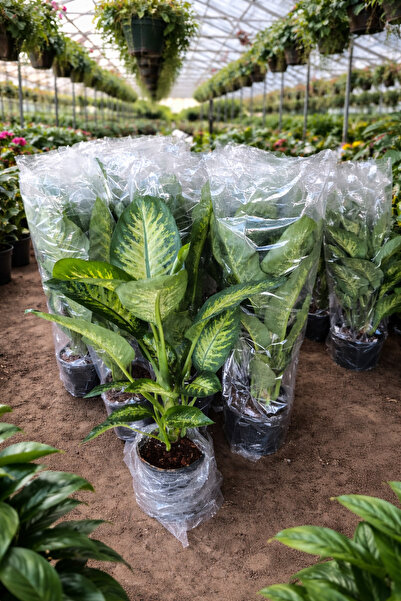 bitkidünyam Dev Yapraklı Difenbahya (Dieffenbachia Camilla) Salon Çiçeği 80-1...