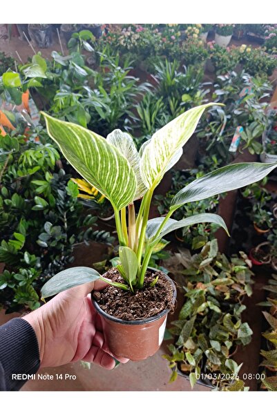 bitkidünyam Nadir Tür Philodendron Birkin - Canlı İç Mekan Bitkisi - Dekorati...