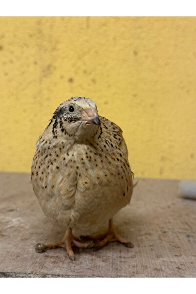 KALE BILDIRCIN JUMBO BILDIRCINI KULUÇKALIK YUMURTA 60 ADET