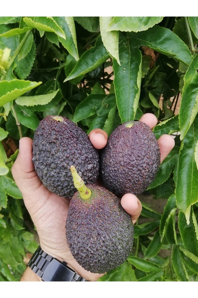 Fruit Paradise 10 adet Hass Avokado