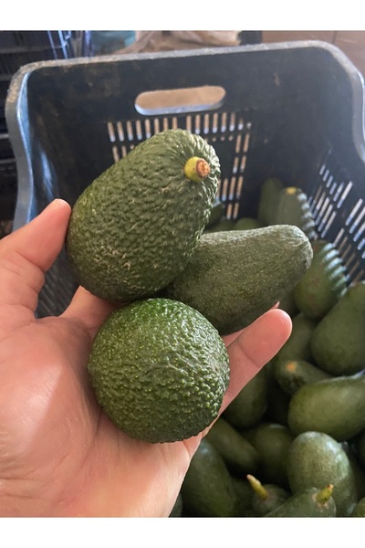 Avokado Yerli Üretim 1 kg Küçük Boy (100-160 gr)