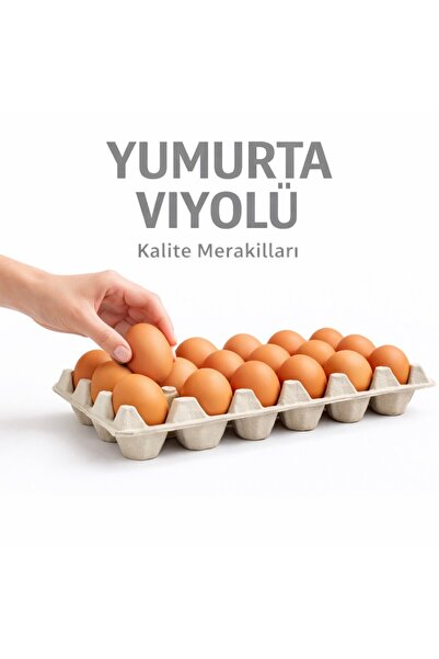 Kalite Meraklıları (11 Adet)30'lu Karton Yumurta Viyolü (11 Adet 17lbs)- Viyo...