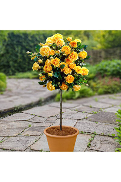 Ecotera Trandafir galben cățărător pe tulpină – Trandafir decorativ pandantiv