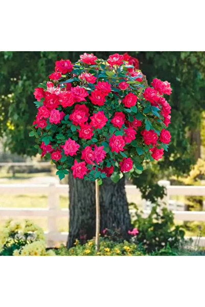 Ecotera Trandafir cățărător roșu pe tulpină – Trandafir pandantiv spectaculos...