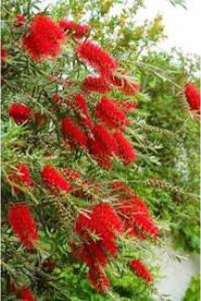 FİDANLIDAN Fırça Çalısı Fidanı Callistemon Laevis 50-90 cm