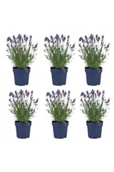TURKİYE FİDAN Lavanta Çiçeği Fidanı 10-20 cm 4 Adet