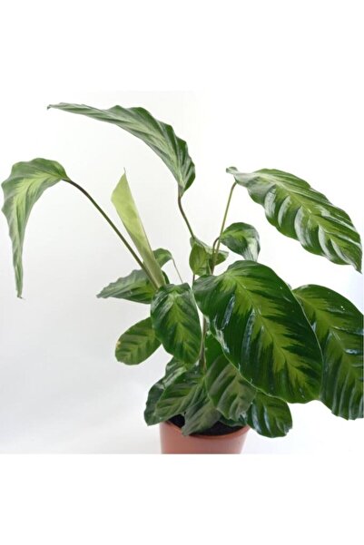 BİTKİ TASARIMI Calathea Warscewiczii Dua Çiçeği Fidanı 10-30 cm